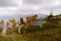 FotosRGES: Two-Cows-on-Hill-[AT-2001]---KIH